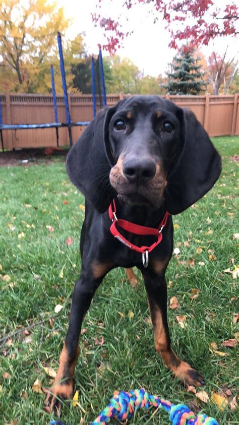 Black And Tan Coonhound Rcoonhounds