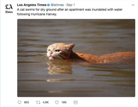 Photo Of Angry Cat In Harvey Floodwaters Sparks Memes