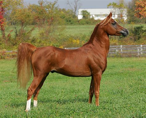 Arabian Horse Sporthorse Sport