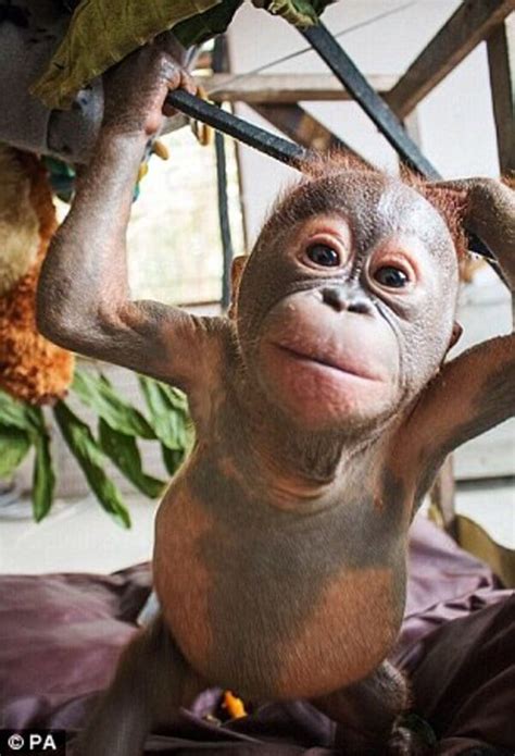Watch The Adorable Moment Rescued Baby Orangutans Meet For The First Time