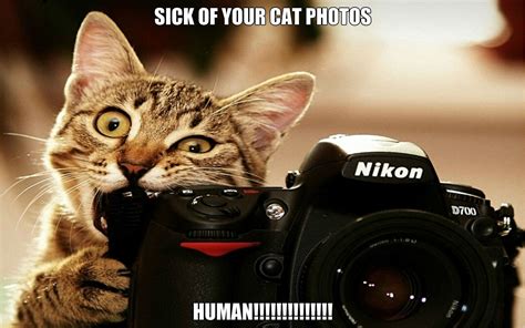 Cat Meme Quote Funny Humor Grumpy 60 Wallpapers Hd