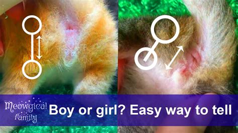 How To Tell If A Kitten Is Female Or Male Easy Way ☀️ Youtube