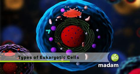 Types Of Eukaryotic Cells Biomadam