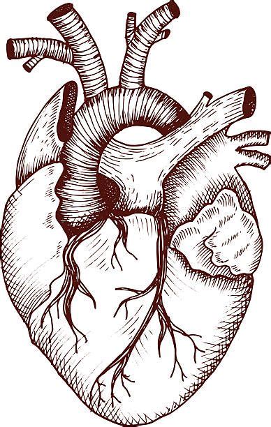 Illustrations Of Human Heart Vector Art And Graphics Istock Graffiti