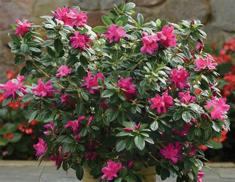 Floramore Hot Pink Azalea Star Roses And Plants
