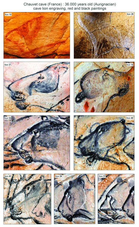 Selected Paintings Of Adult Cave Lions From Chauvet Cave Showing