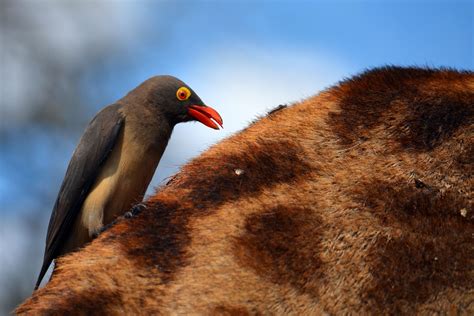 Red Billed Oxpecker Feasting On Ticks On A Giraffe Kruger By Rosemary