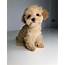 RED Teacup Maltipoo Puppy  IHeartTeacups