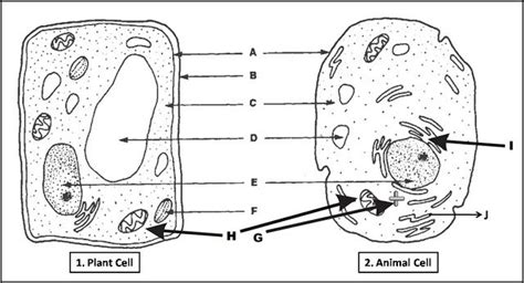 There are water and nutrients within the cell. Biology MCQ Quizzes | Animal cells worksheet, Animal cell ...