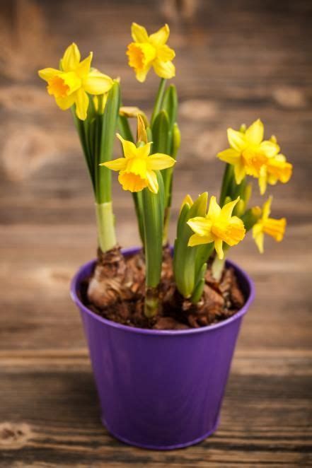 Forcing Bulbs Indoors Allows You To Enjoy A Spring Bouquet During The