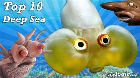 Deep Sea Creatures Top 10 Most Amazing Sea Creatures Ever Discovered Youtube