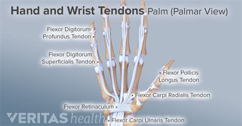 Ligaments Tendons And Nerves Of The Wrist