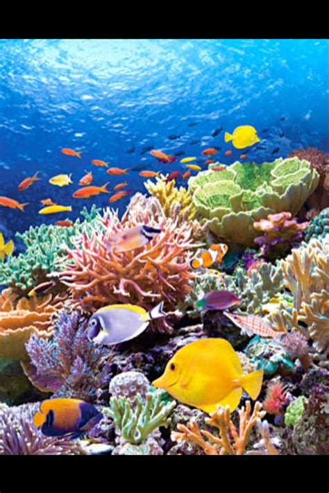 At artranked.com find thousands of paintings categorized 1000, images about coral/reef/underwater on pinterest, coral reefs. Beautiful coral reef scene to paint... (With images ...