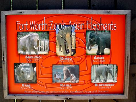 Elephants From The Fort Worth Zoo Photo Craig Kirk And Karen Kirk