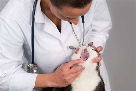 Mondkanker Bij Katten Oorzaken Symptomen And Behandeling