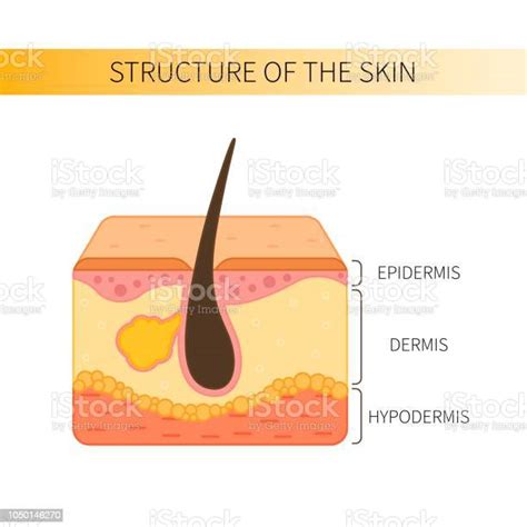 Structure Of The Human Skin Stock Illustration Download Image Now