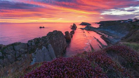 Rock Coast Cliff Purple Flowers Ocean Under Blue Sky During Sunset Hd