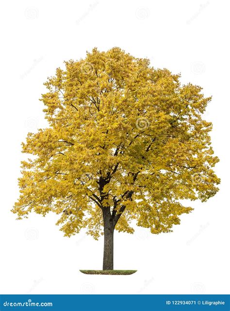 Autumn Maple Tree Isolated White Background Stock Image Image Of