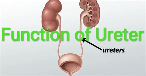 The Tube Connecting The Urine Sac And Kidney Is Called The Ureter