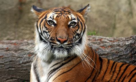Bengal Tiger Resting Fond Décran Hd Arrière Plan