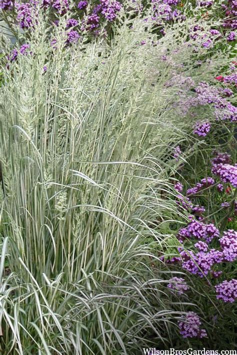 Buy Avalanche Feather Reed Grass Free Shipping Wilson Bros Gardens