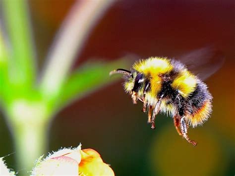 Flight Of The Bumblebee Teaching Resources
