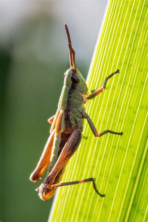 Free Images Nature Animal Close Fauna Invertebrate Grasshopper