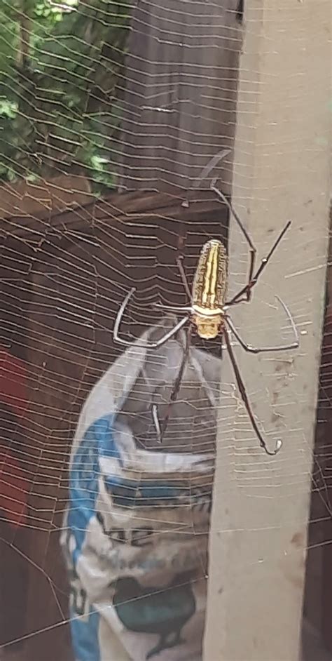 Unidentified Spider In Chiang Mai Thailand