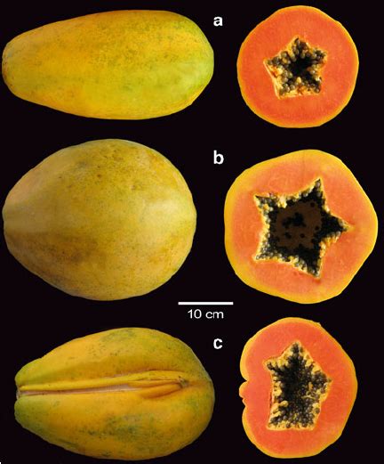 6 Papaya Fruits According To Sex Type A Fruit Of A Hermaphroditic