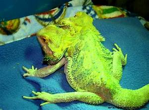 Bearded Dragon Colors Amazing Wallpapers