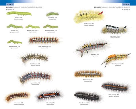 Caterpillar Chart For Identification