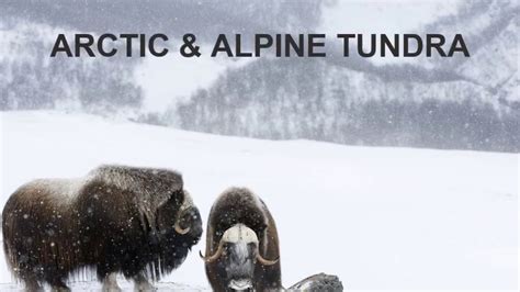 Arctic And Alpine Tundra Biomes Youtube