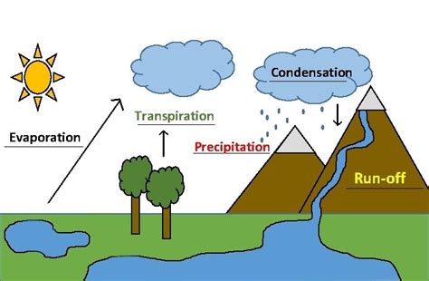 Draw A Diagram Of Water Cycle Biology Questions
