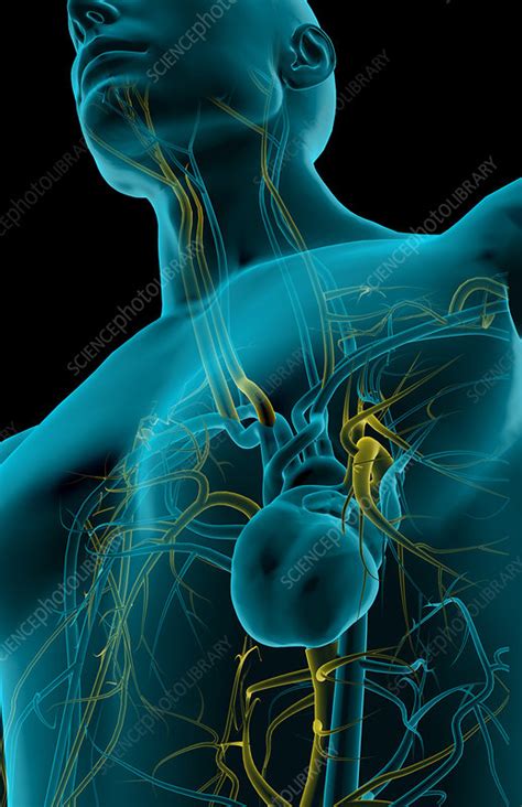 Distributes oxygenated blood to all parts of the body through the systemic circulation. The heart and its major blood vessels - Stock Image - F001 ...