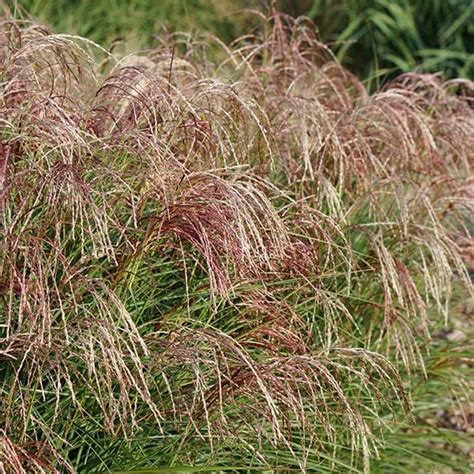 Buy Chinese Silver Grass Miscanthus Sinensis Red Cloud Emphis01
