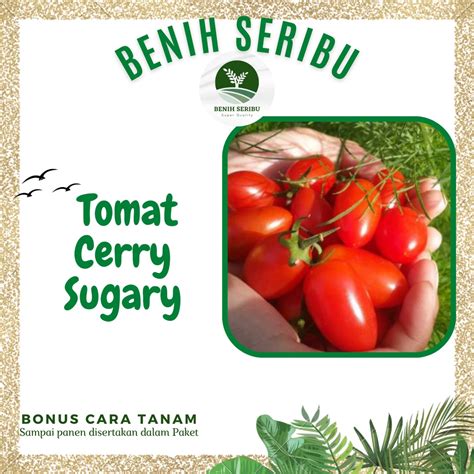 Jual 5 Biji Benih TOMAT CHERRY SUGARY F1 Benih Bibit TOMAT MINI