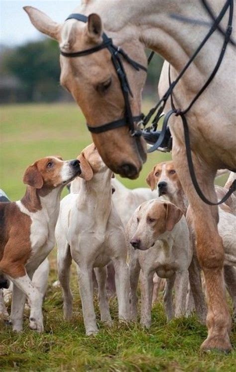 175 Best Images About Dogs And Horses Together On