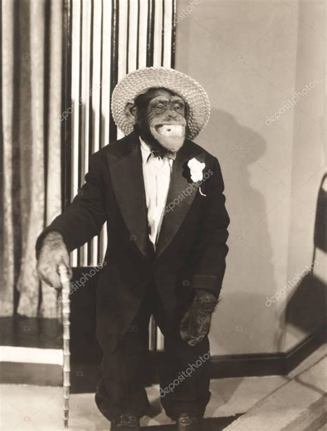 Monkey Wearing A Suit Monkey Wearing Suit — Stock Photo © Everett225