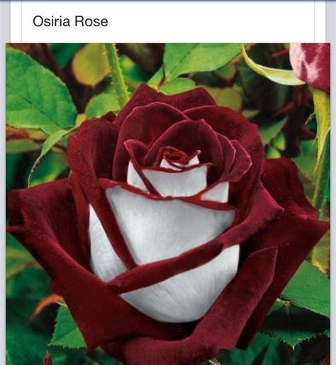 Beautiful Rare Rose