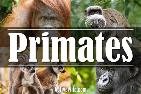 Primates The Ultimate Guide Facts Pictures In Depth Information