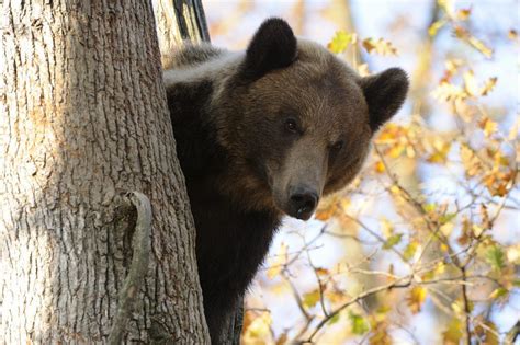Several Bears In Argeș Will Be Gps Monitored To Understand Their