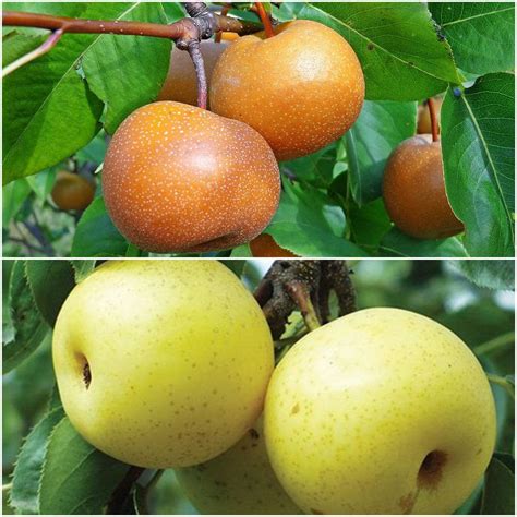 Online Orchards Asian Double Pear Twist Tree Bare Root Cbas002 The Home Depot