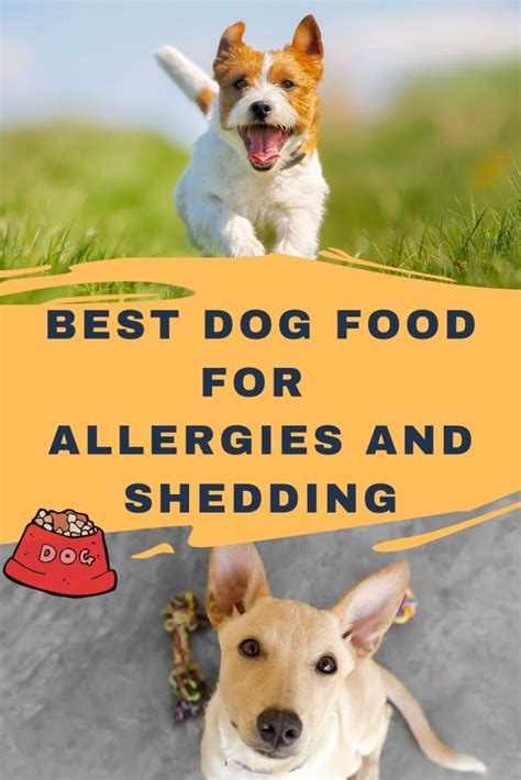 Best Dog Food For Allergies And Shedding Updated 2020