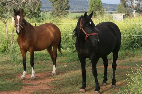 Horse Breeds Waler