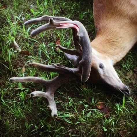 12 Giant Road Kill Bucks Big Deer