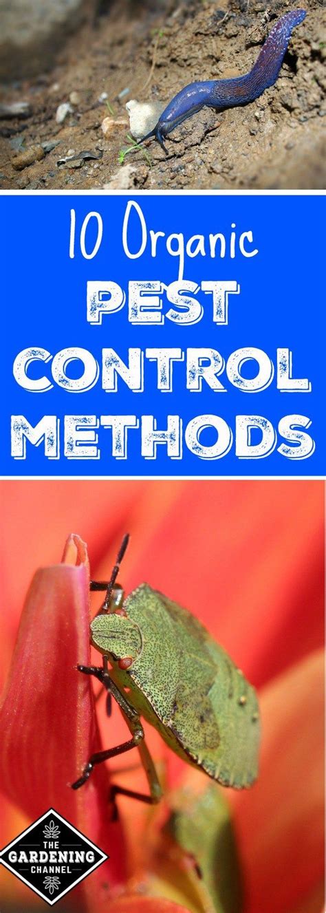 These include insecticidal soaps, horticultural oils, and dehydrating dusts. 10 Organic Pest Control Methods to Use in Your Garden | Pest control, Garden pests, Organic ...