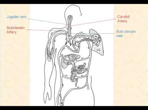 Assuming your heart doesn't have an infarction from lack of the blood vessels (major veins) entering the right atrium of heart are svc (superior vena cava) and ivc(inferior vena cava ). Major Blood Vessels - YouTube