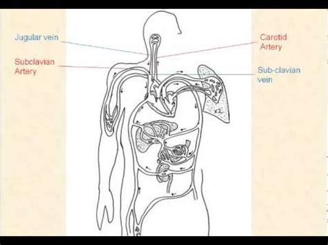 Blood vessels are flexible tubes that carry blood, associated oxygen, nutrients, water, and hormones throughout the body. Major Blood Vessels - YouTube