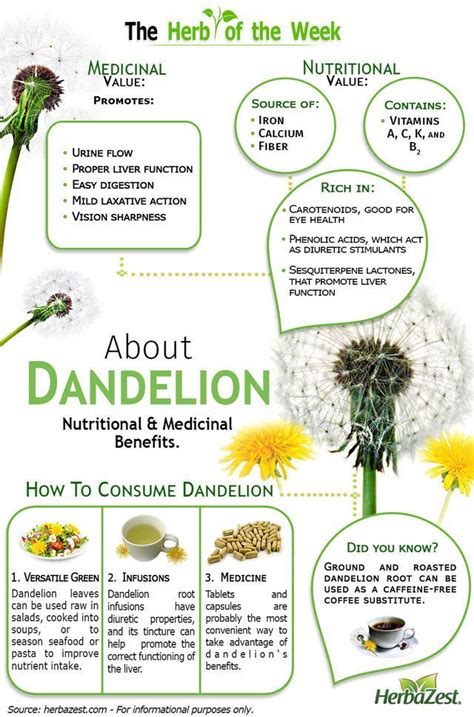Infographic Dandelion Avocado Smoothie Healing Herbs Medicinal