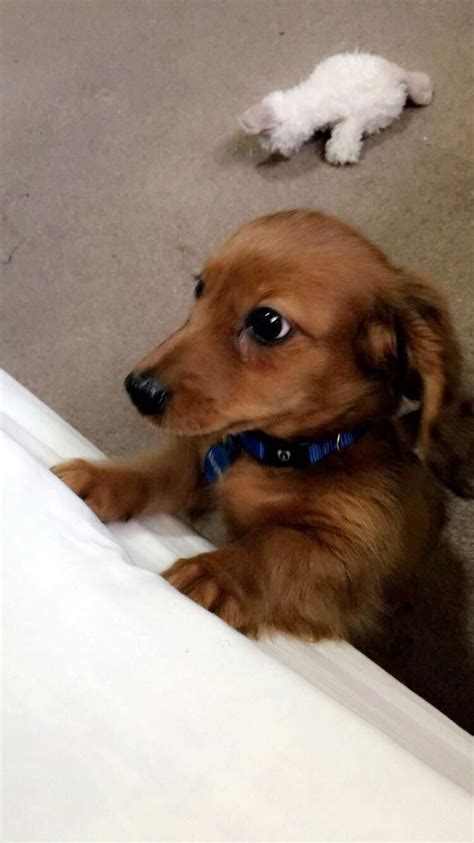 Find Out Even More Info On Dachshunds Visit Our Internet Site Cute